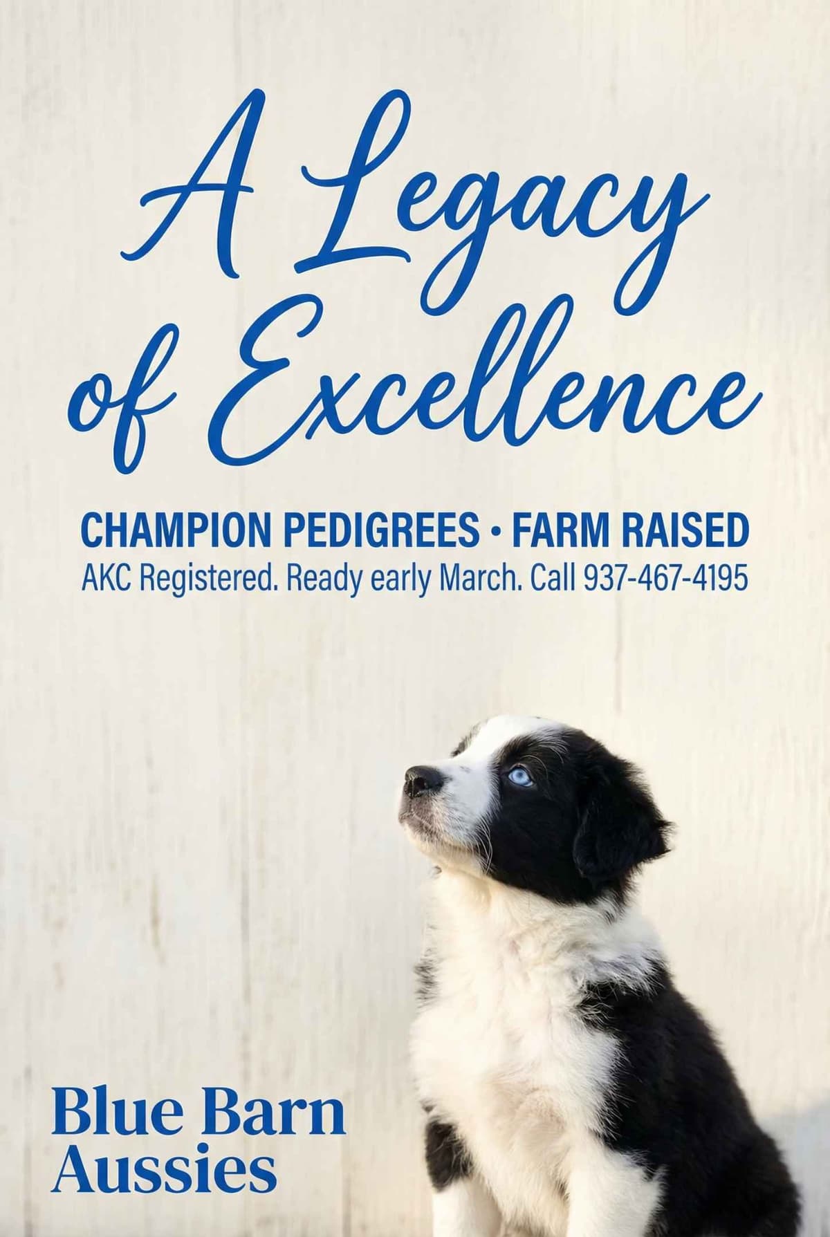 Australian Shepherd champion bloodlines breeder image 1