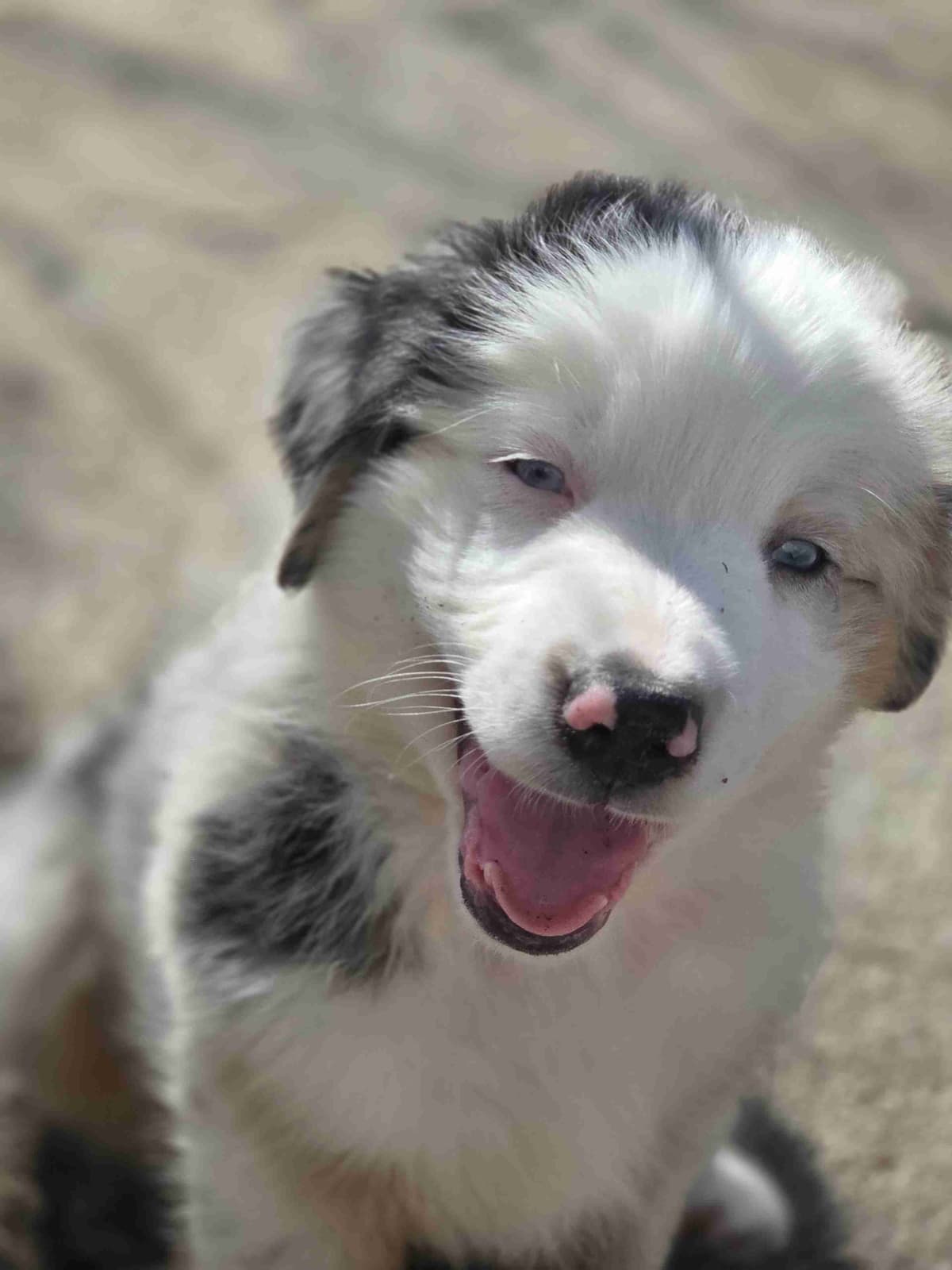 Australian Shepherd champion bloodlines breeder image 4
