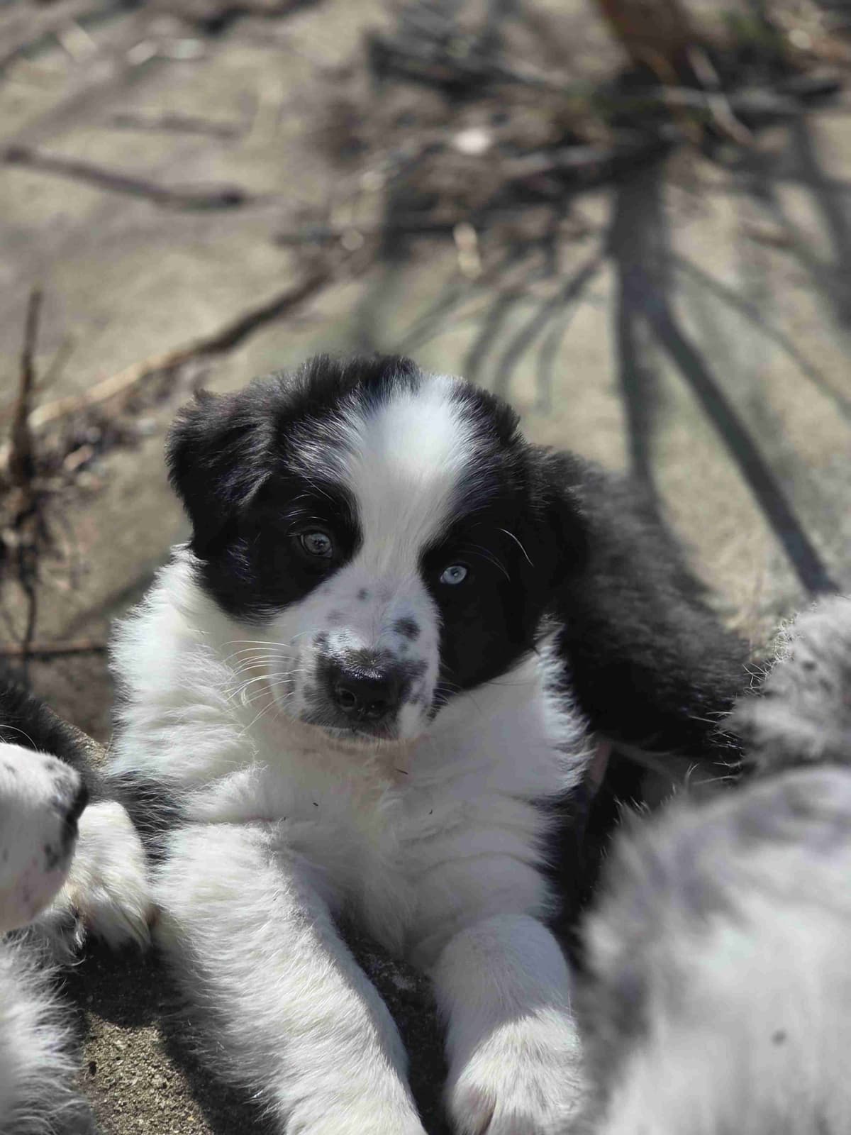 Australian Shepherd champion bloodlines breeder image 6