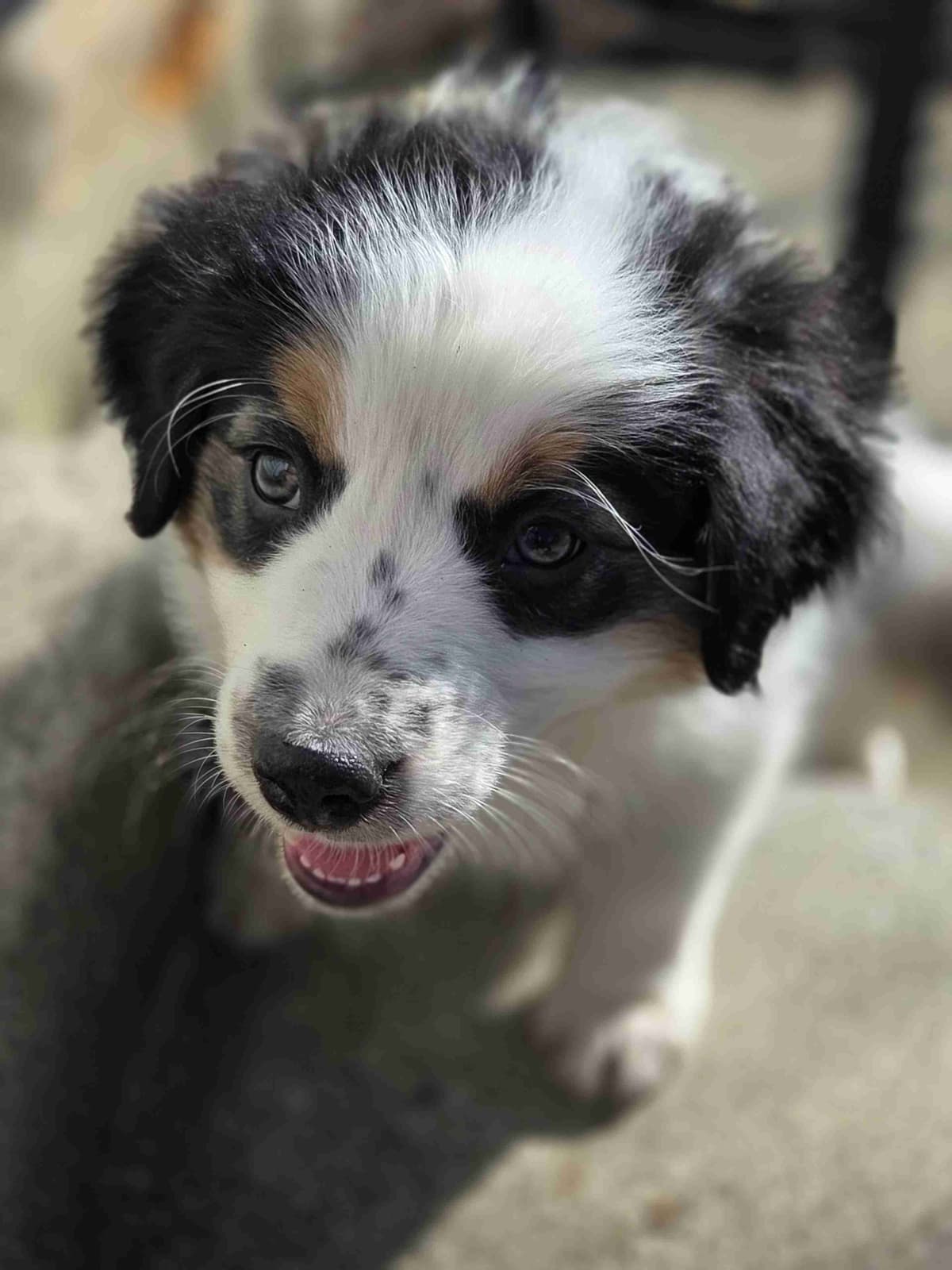Australian Shepherd champion bloodlines breeder image 7