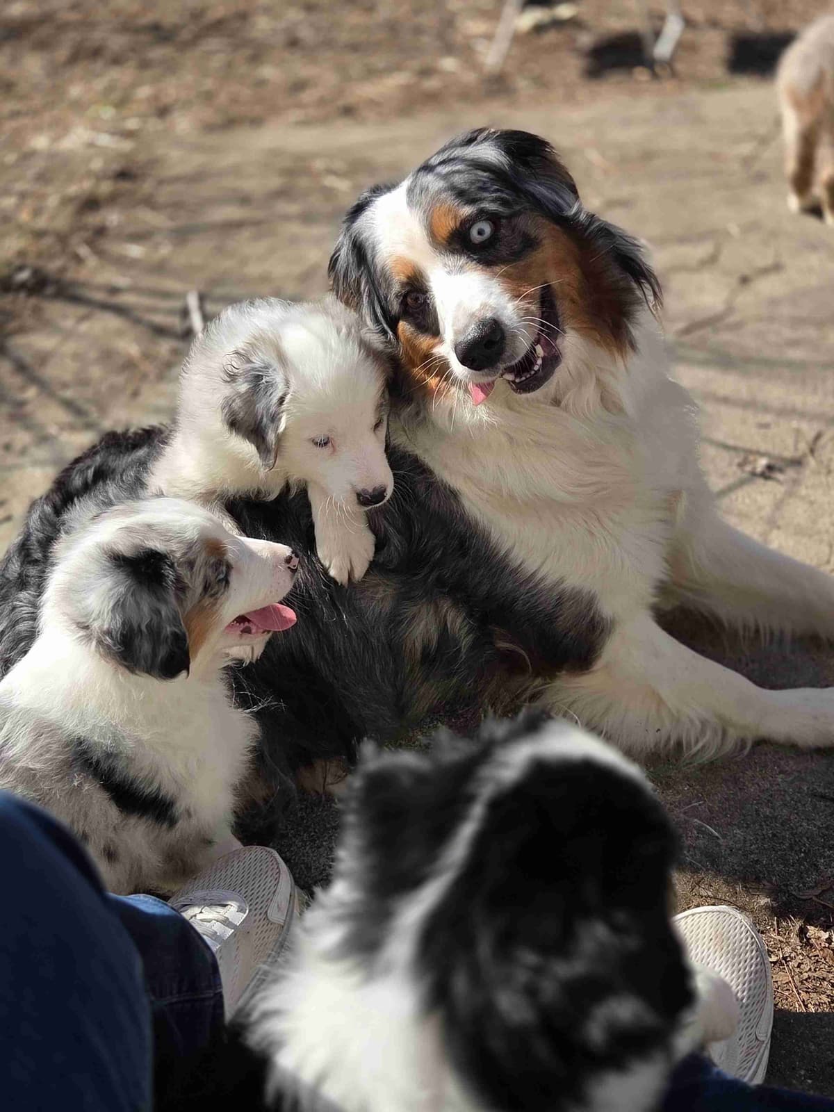Australian Shepherd champion bloodlines breeder image 10