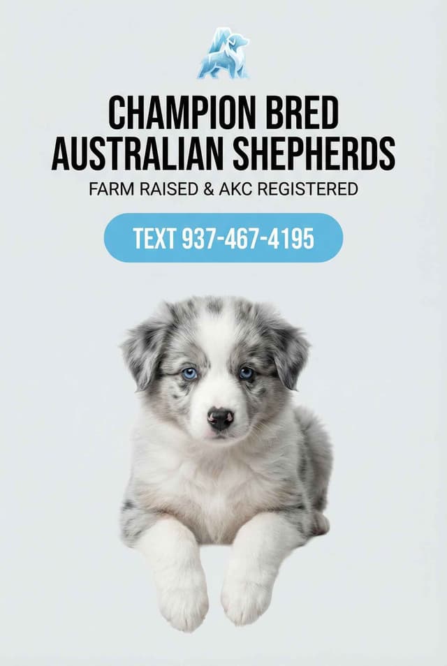 Australian Shepherd champion bloodlines media 8