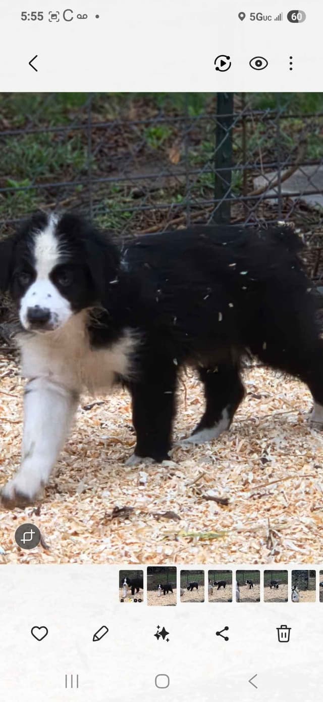 Australian Shepherd champion bloodlines media 9