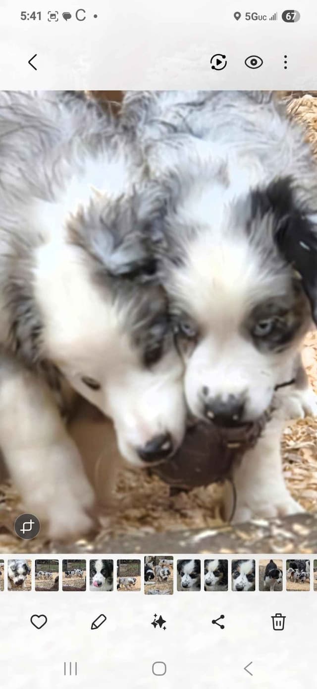 Australian Shepherd champion bloodlines media 10