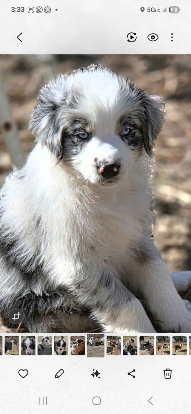 Australian Shepherd champion bloodlines media 11