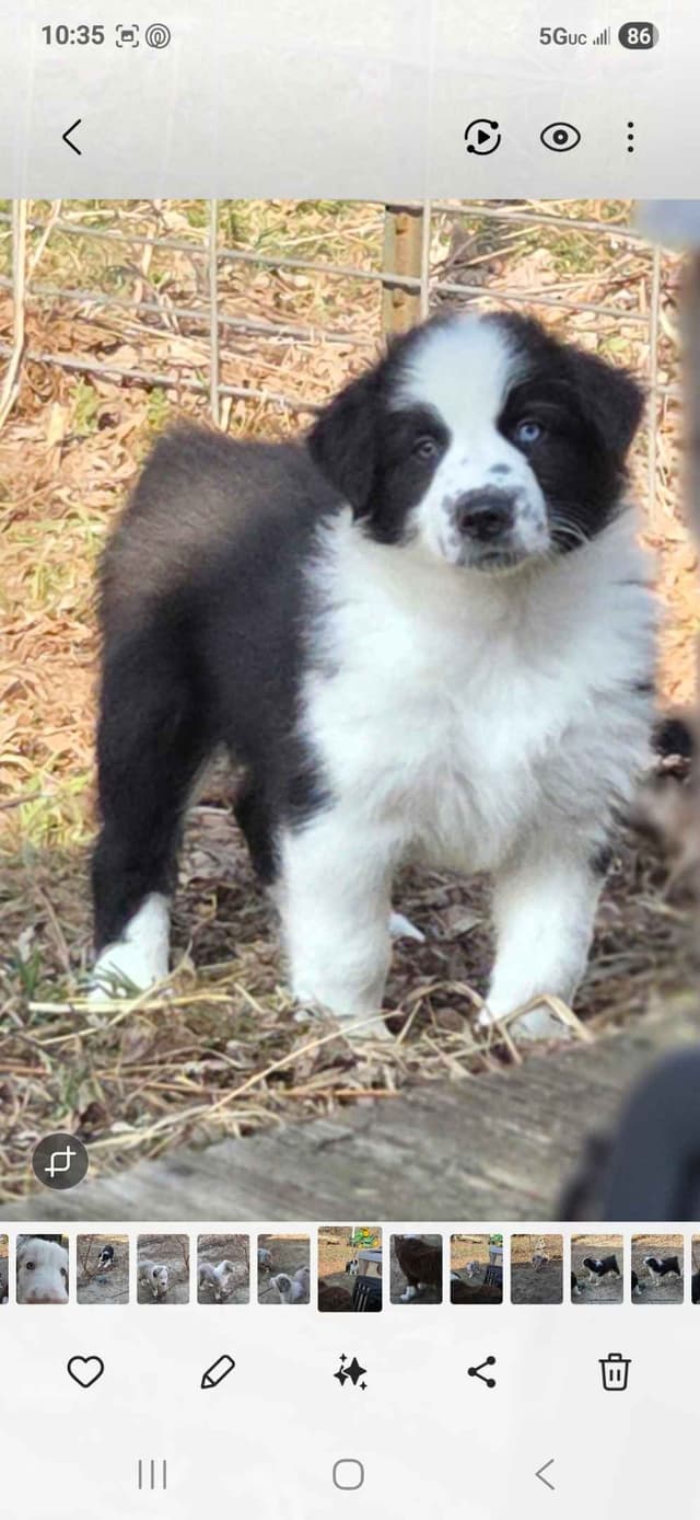 Australian Shepherd champion bloodlines media 12
