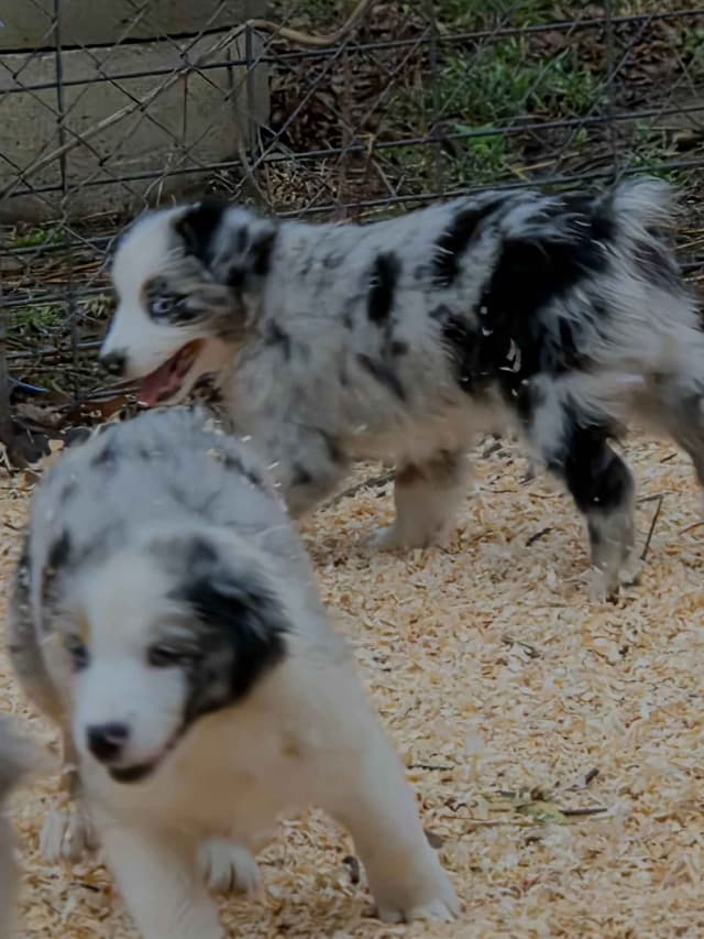 Australian Shepherd champion bloodlines media 14