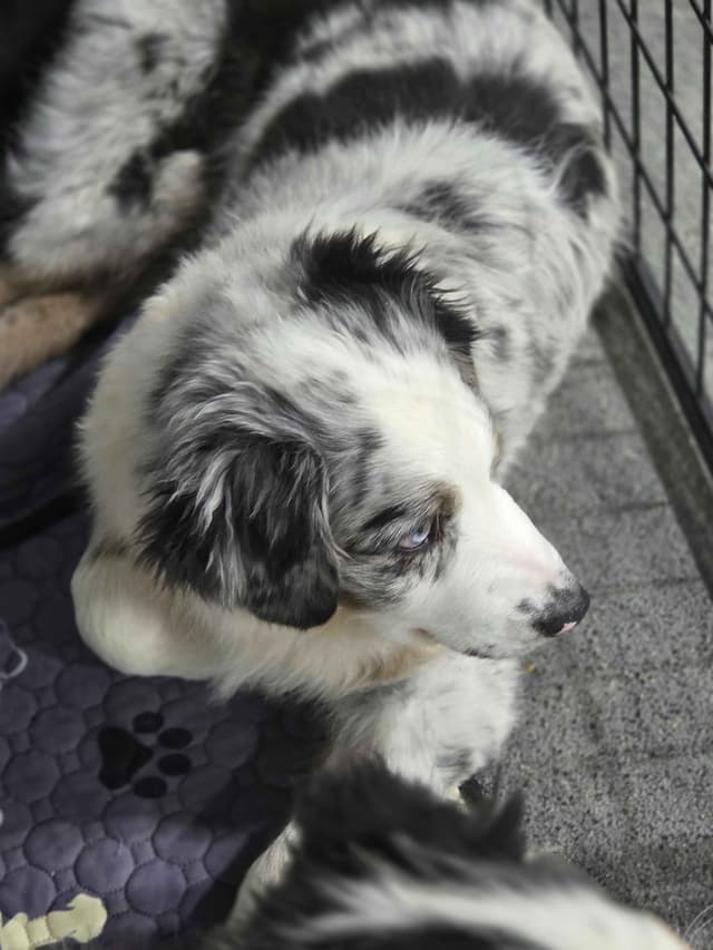 Australian Shepherd champion bloodlines media 16