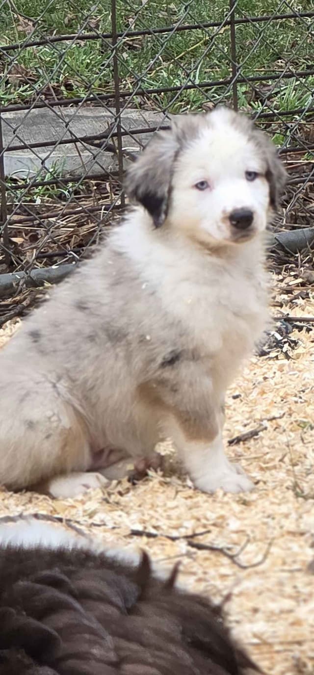Australian Shepherd champion bloodlines media 15