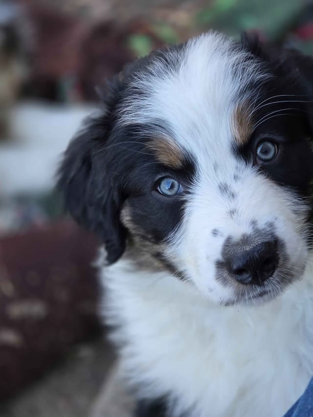 Australian Shepherd champion bloodlines media 17