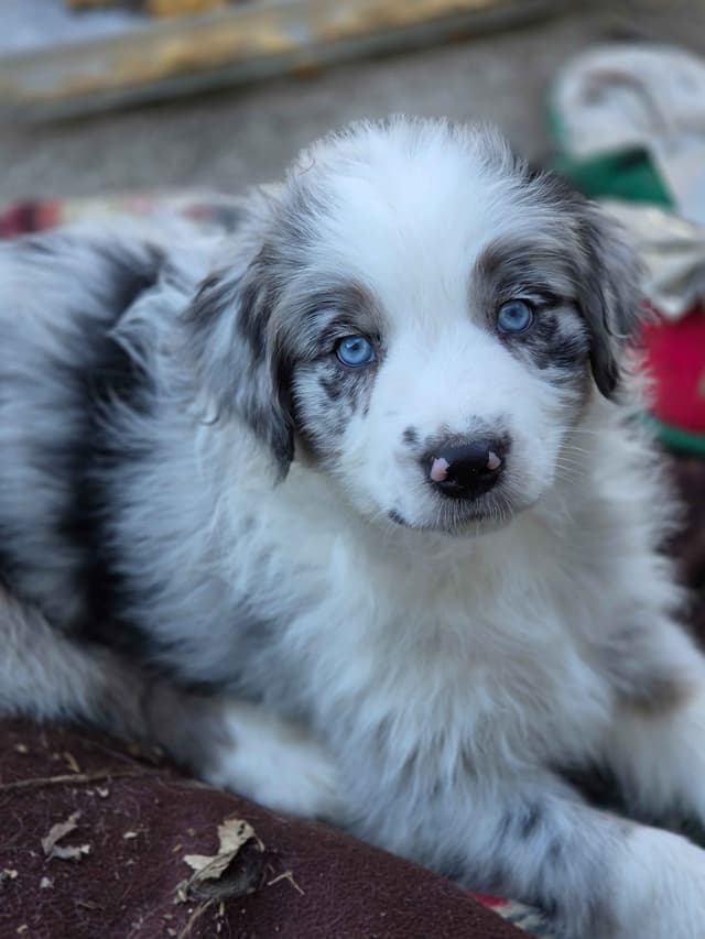 Australian Shepherd champion bloodlines media 18