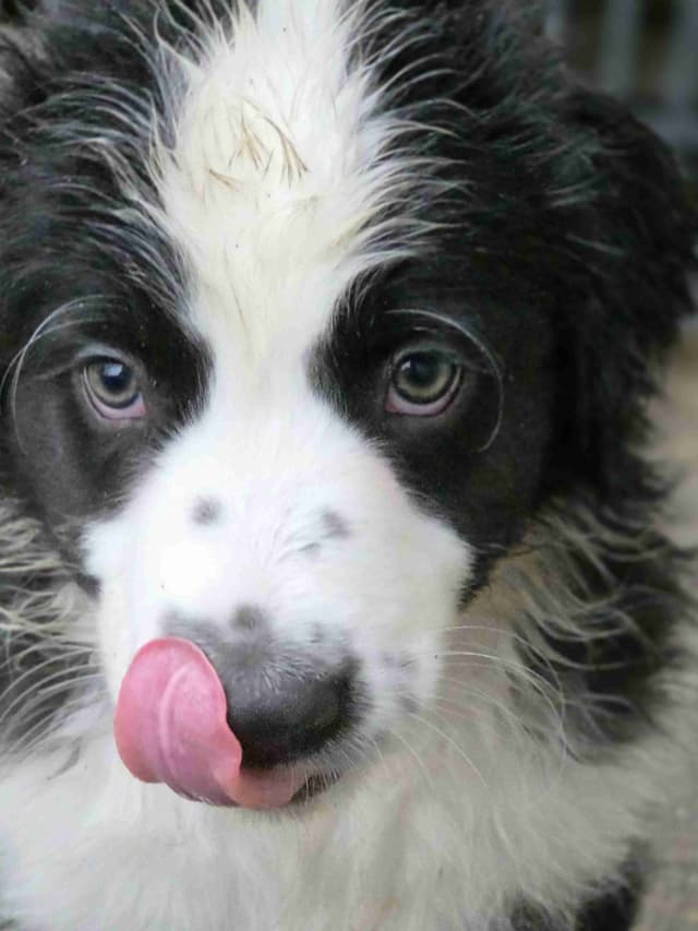 Australian Shepherd champion bloodlines media 19