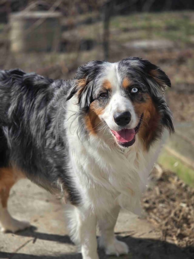Australian Shepherd champion bloodlines media 20