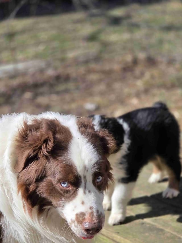 Australian Shepherd champion bloodlines media 21