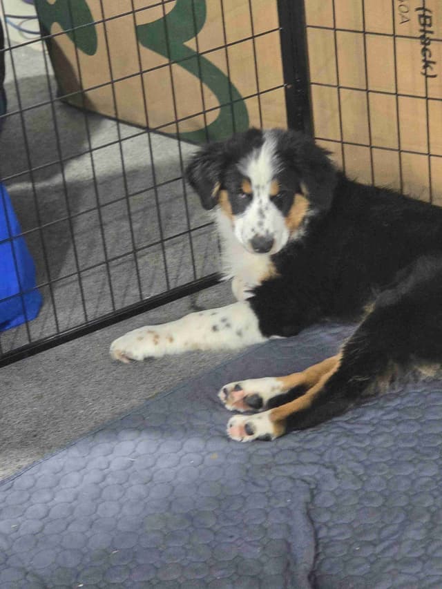 Australian Shepherd champion bloodlines media 22