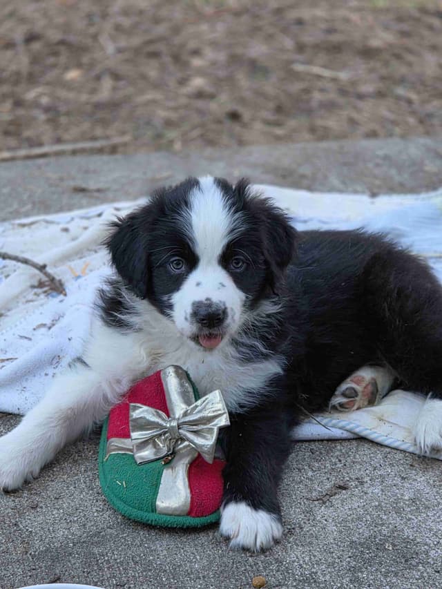 Australian Shepherd champion bloodlines media 23