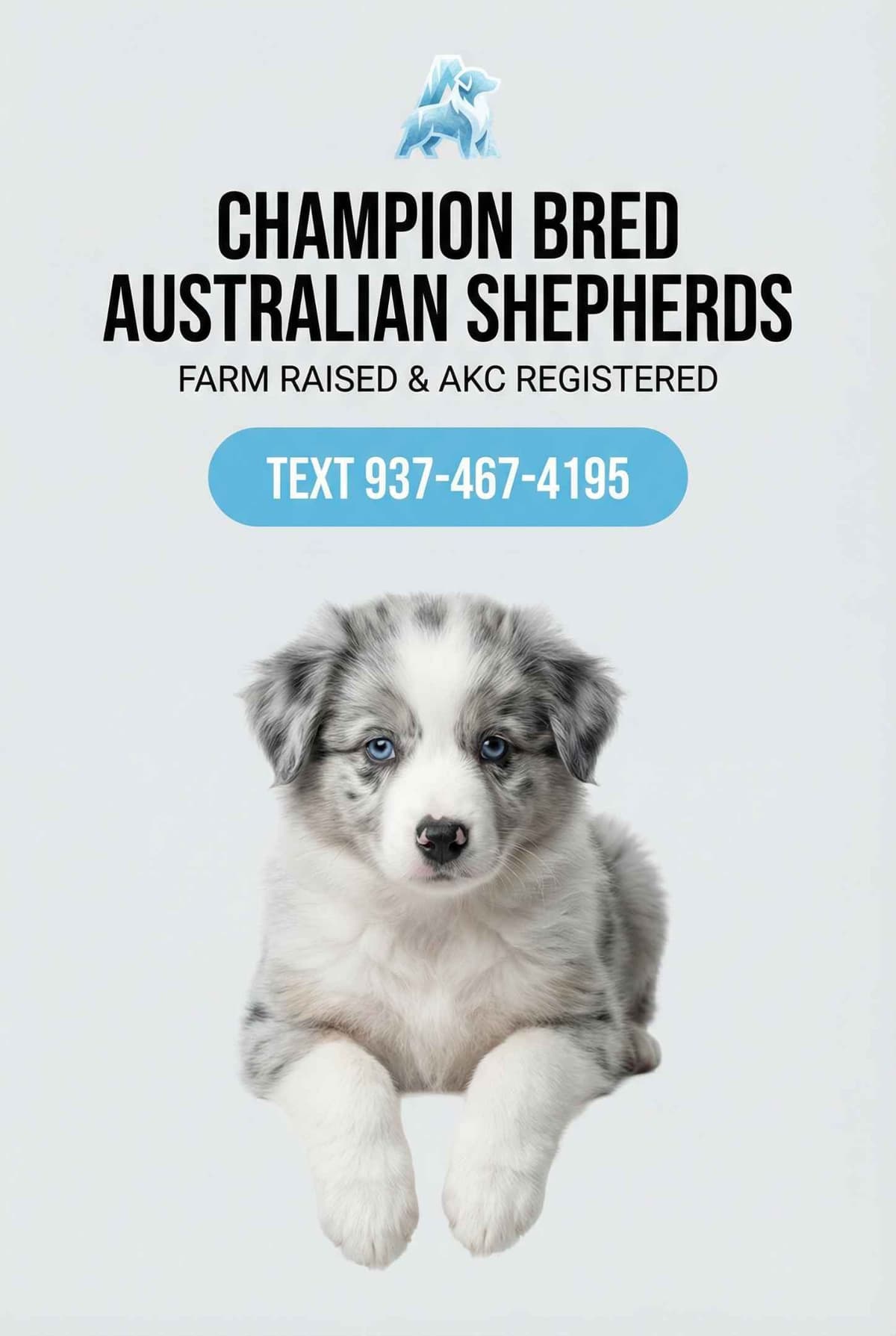 Australian Shepherd champion bloodlines breeder image 11