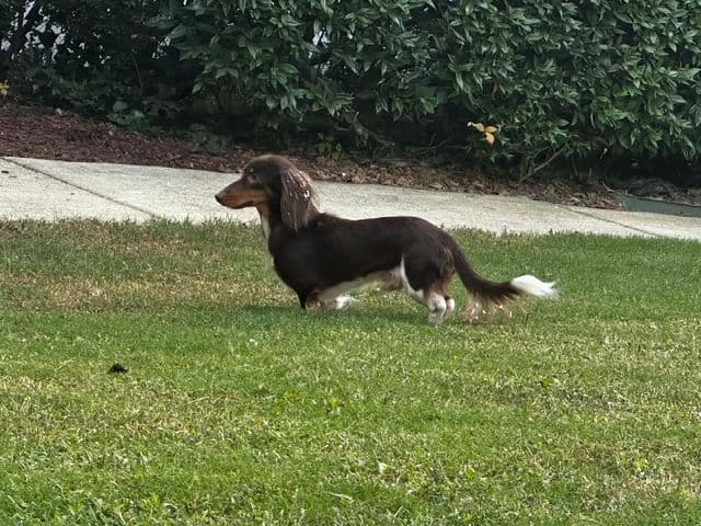 Miniature DACHSHUND puppies (long & shorthaired) media 13