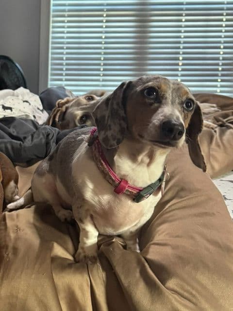 Miniature DACHSHUND puppies (long & shorthaired) media 12
