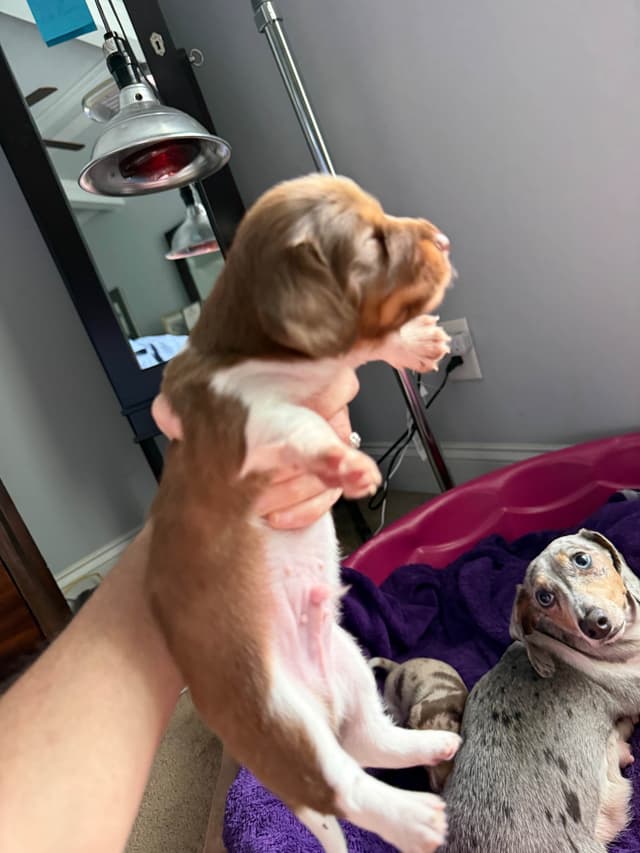 Miniature DACHSHUND puppies (long & shorthaired) media 14