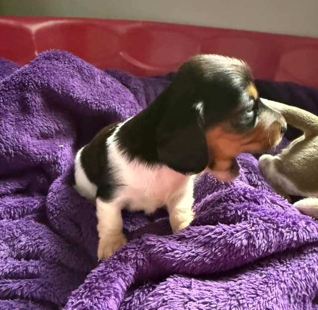 Miniature DACHSHUND puppies (long & shorthaired) media 17