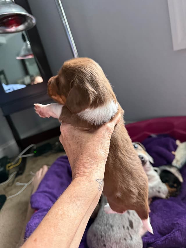 Miniature DACHSHUND puppies (long & shorthaired) media 15