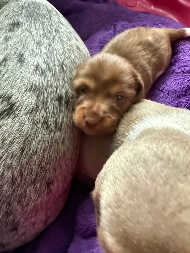 Miniature DACHSHUND puppies (long & shorthaired) media 16
