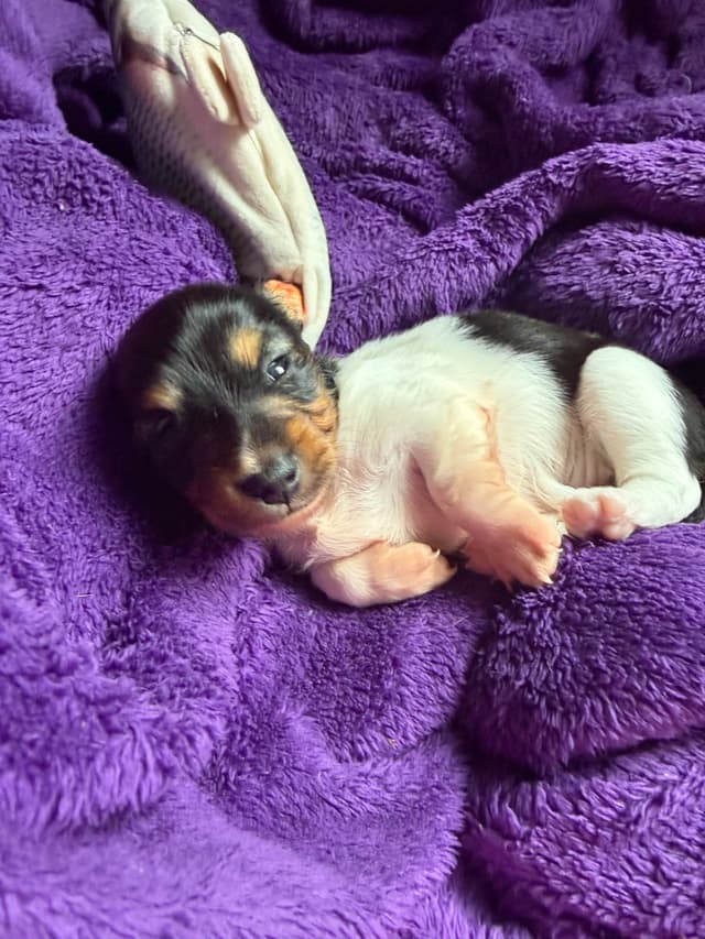 Miniature DACHSHUND puppies (long & shorthaired) media 18