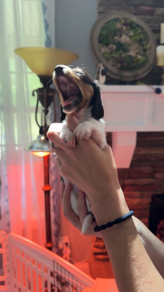 Miniature DACHSHUND puppies (long & shorthaired) media 11