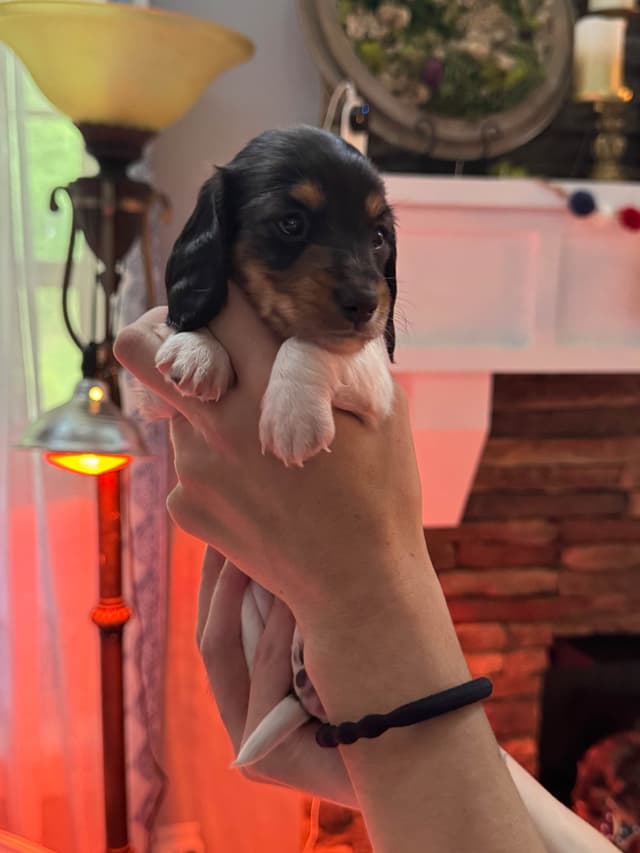 Miniature DACHSHUND puppies (long & shorthaired) media 9