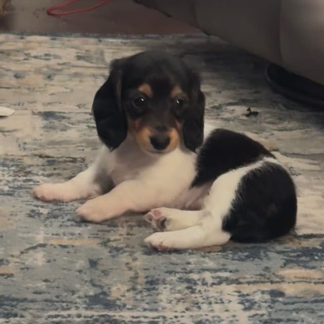Miniature DACHSHUND puppies (long & shorthaired) media 4