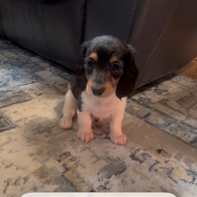 Miniature DACHSHUND puppies (long & shorthaired) media 3