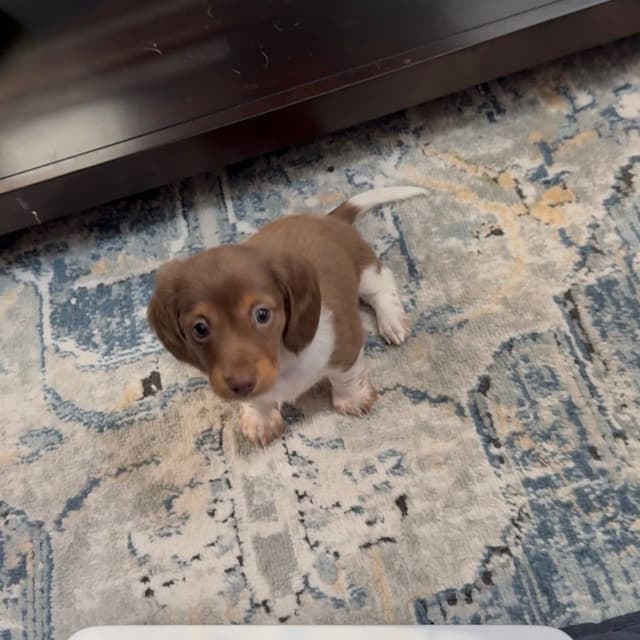 Miniature DACHSHUND puppies (long & shorthaired) media 5