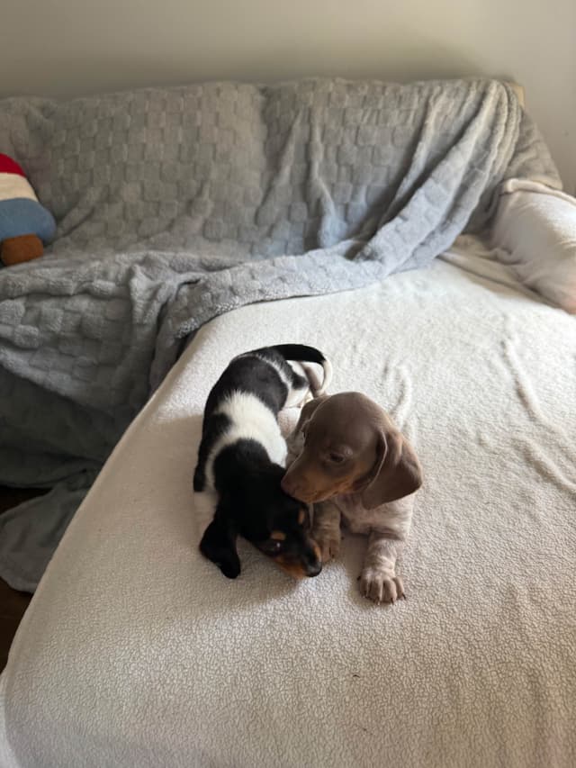 Miniature DACHSHUND puppies (long & shorthaired) media 8
