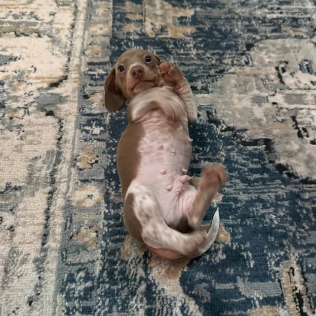 Miniature DACHSHUND puppies (long & shorthaired) media 7