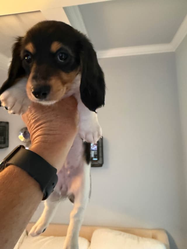 Miniature DACHSHUND puppies (long & shorthaired) media 19