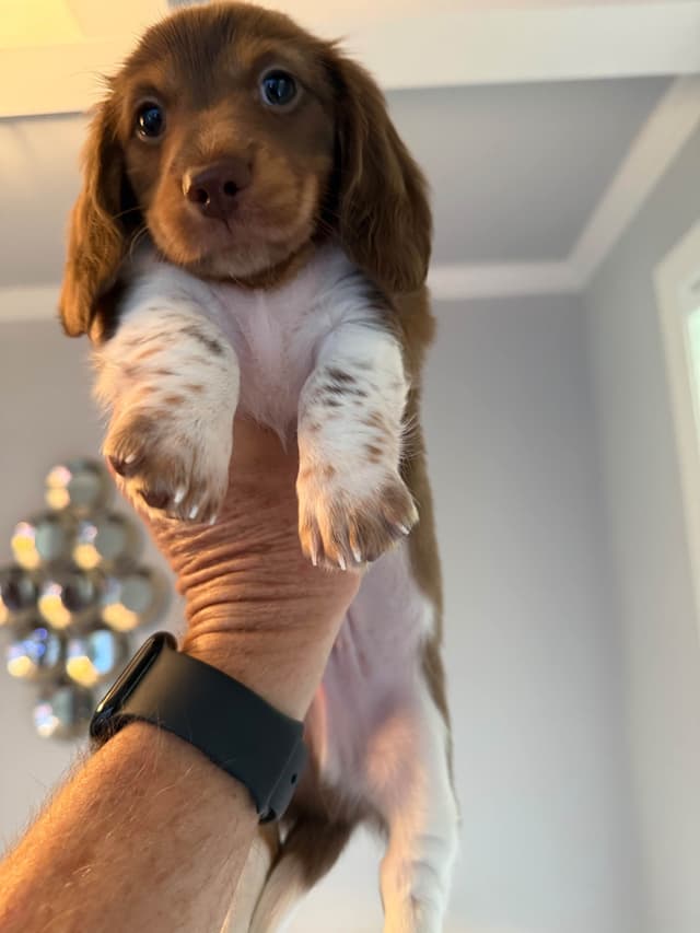Miniature DACHSHUND puppies (long & shorthaired) media 20