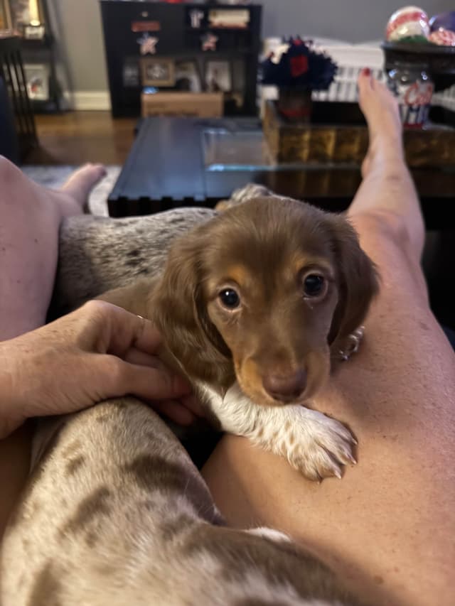 Miniature DACHSHUND puppies (long & shorthaired) media 21
