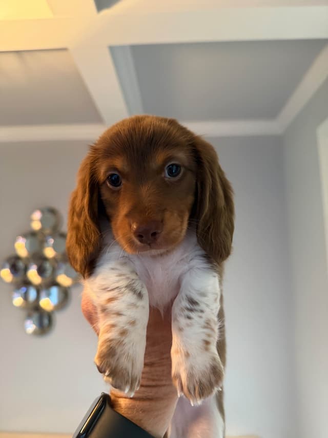 Miniature DACHSHUND puppies (long & shorthaired) media 2