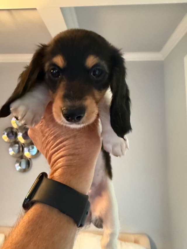 Miniature DACHSHUND puppies (long & shorthaired) media 22