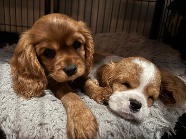 Cavalier King Charles Spaniel Puppies media 2