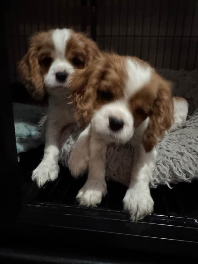 Cavalier King Charles Spaniel Puppies media 3
