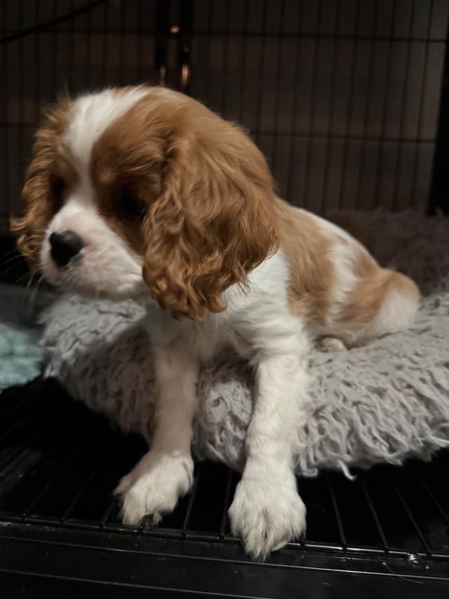 Cavalier King Charles Spaniel Puppies media 4