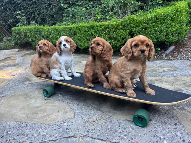 Cavalier King Charles Spaniel Puppies media 5