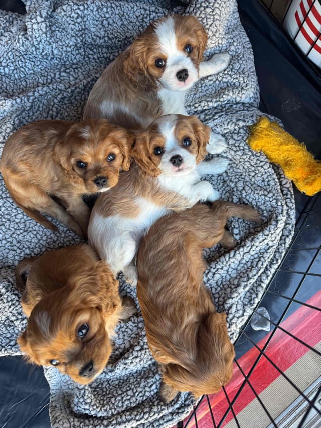 Cavalier King Charles Spaniel Puppies media 7