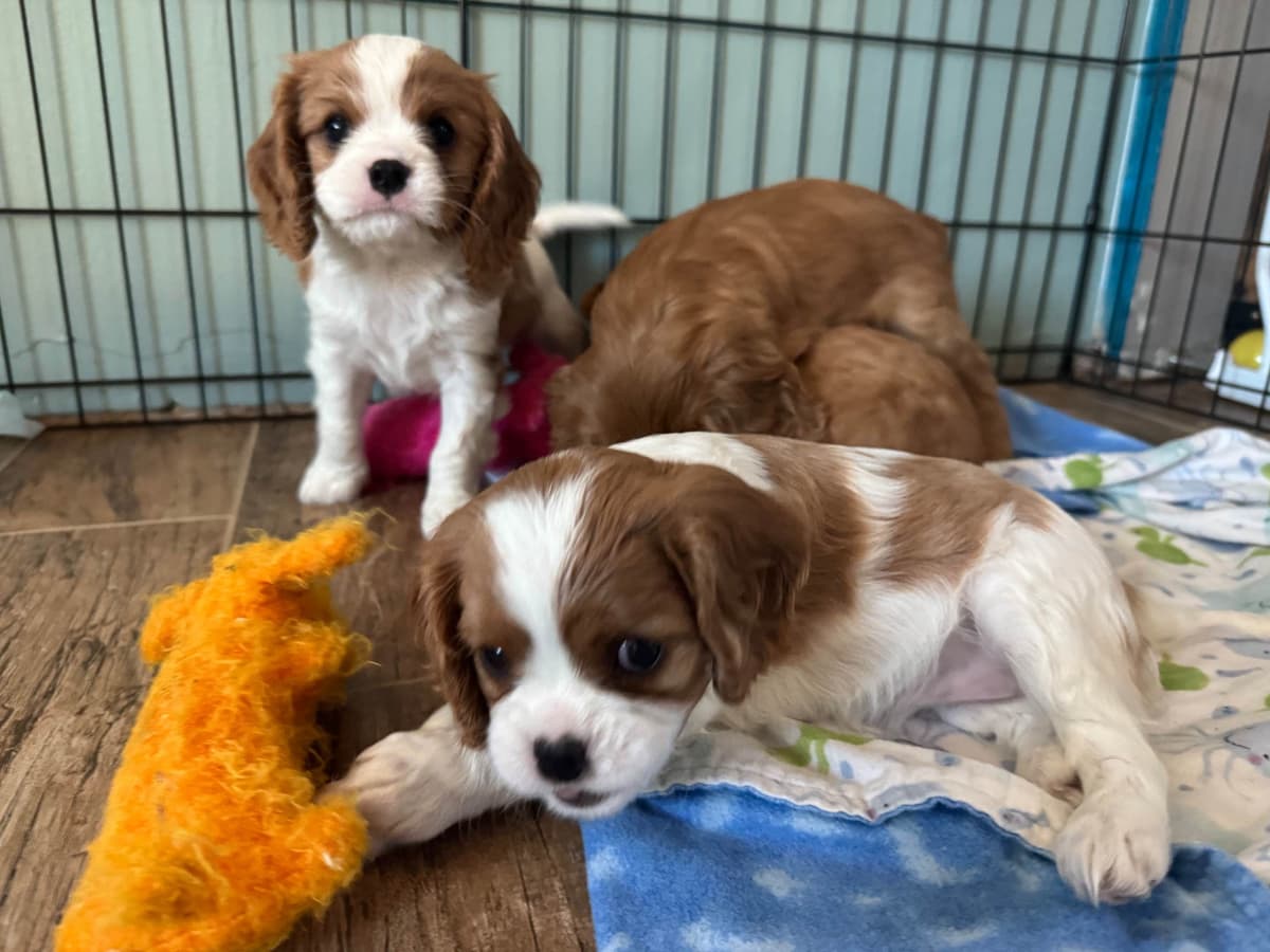 Cavalier King Charles Spaniel Puppies breeder image 1