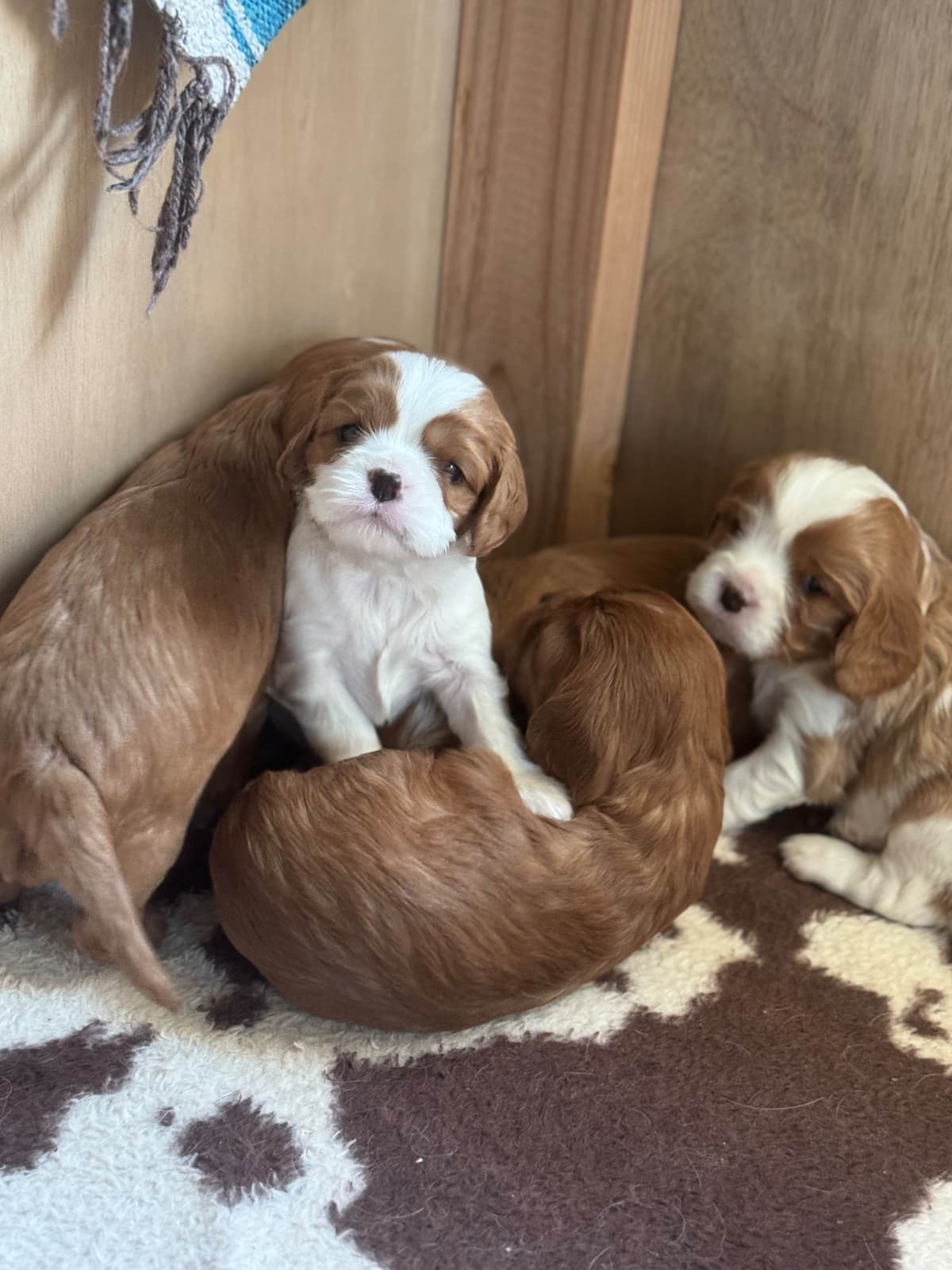 Cavalier King Charles Spaniel Puppies breeder image 4