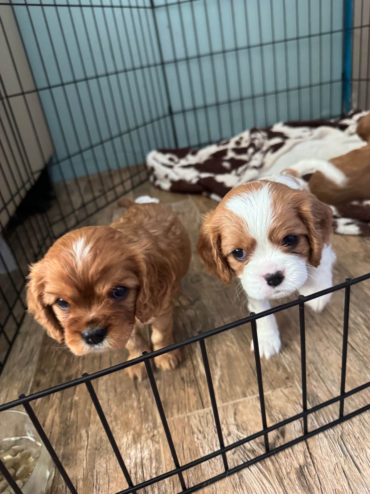 Cavalier King Charles Spaniel Puppies breeder image 3