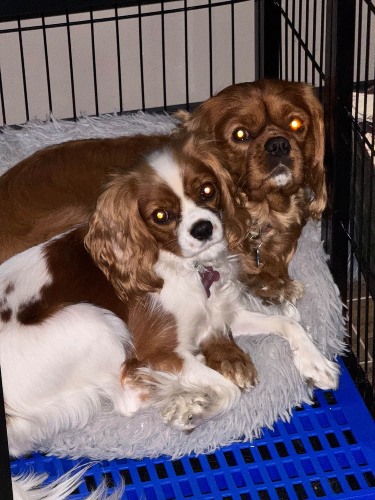 Cavalier King Charles Spaniel Puppies breeder image 5
