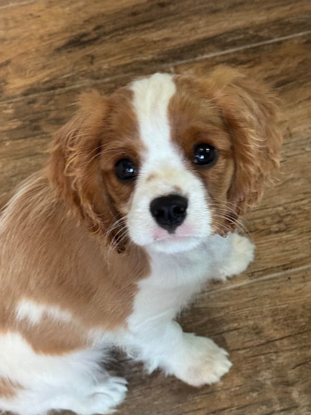 Cavalier King Charles Spaniel Puppies media 8